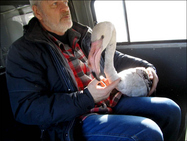 Pink flamingo in Tomsk region
