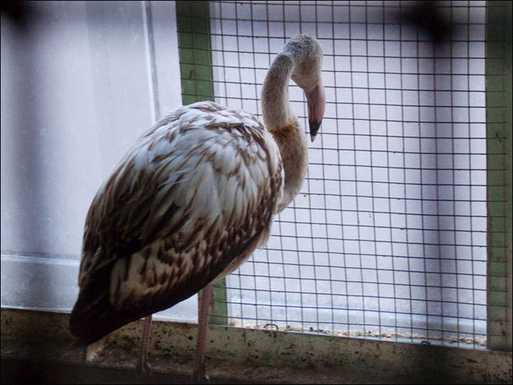 Pink flamingo in Tomsk region