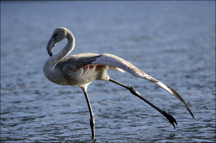 Flamingo on Teletskoye lake