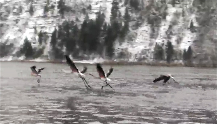 Pink flamingos on Tom river