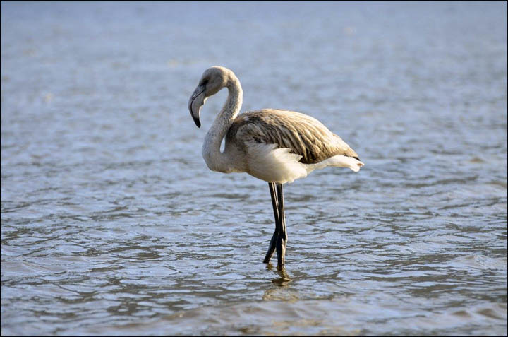 Flamingo on Teletskoye lake