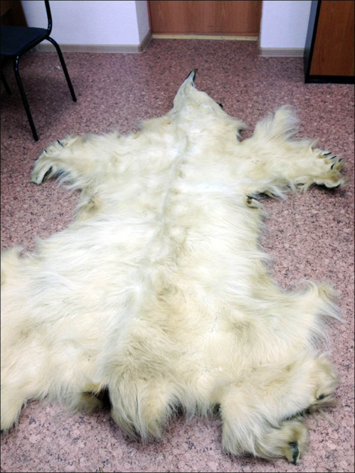 Polar bear skin