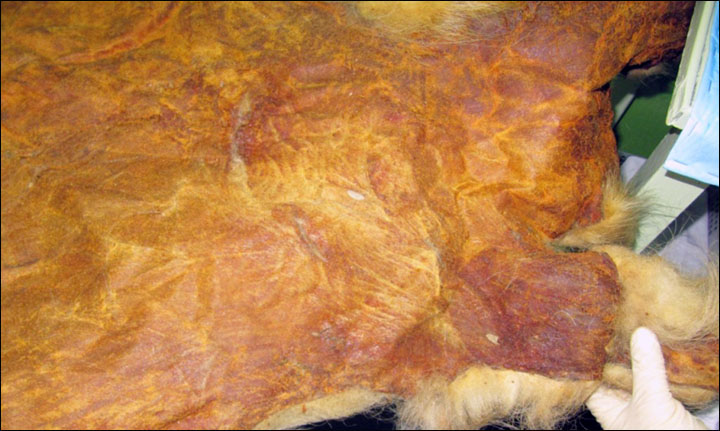 Polar bear skin