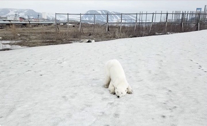 norilsk bear 