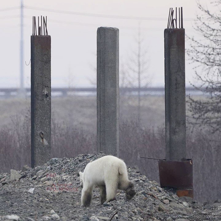 norilsk bear 