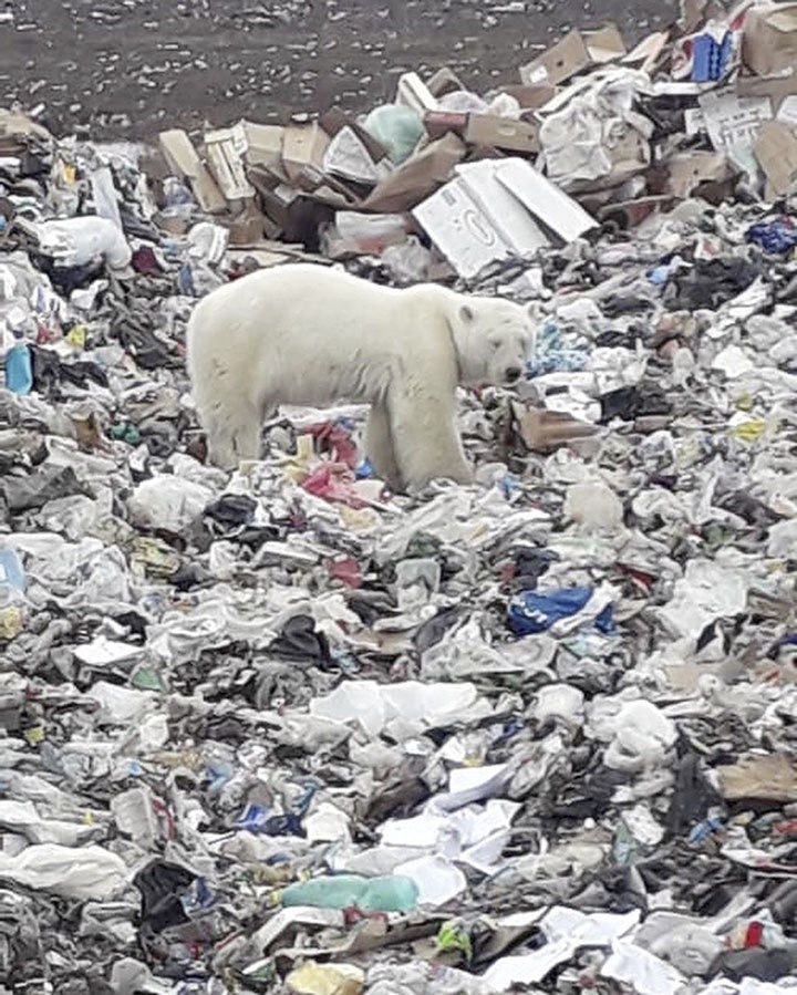 polar bear Norilsk 