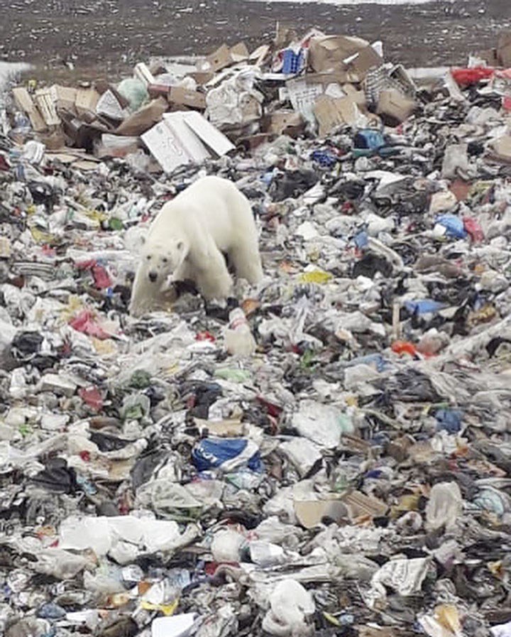 polar bear Norilsk 