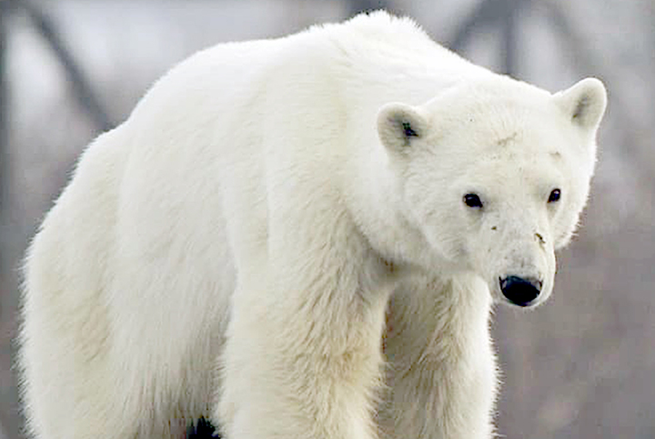 Starving wild polar bear pictured in Norilsk city streets after walking 1,500 km inland in search of food