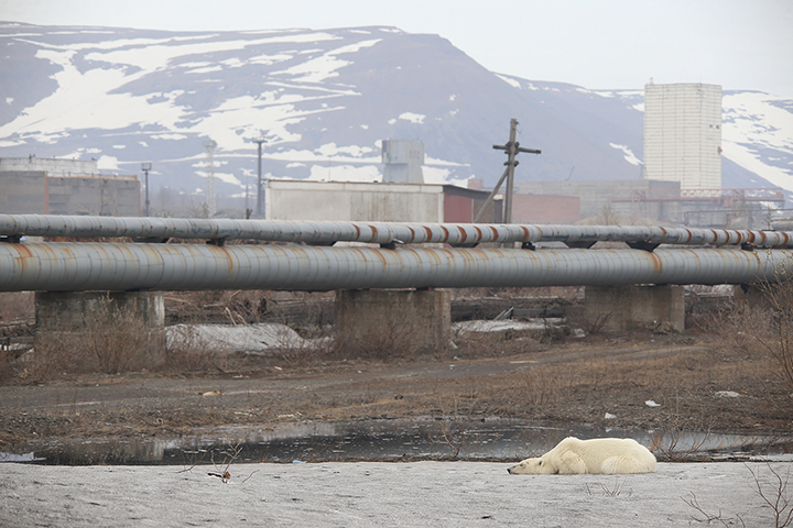 Starving wild polar bear pictured in Norilsk city streets after walking 1,500 km inland in search of food