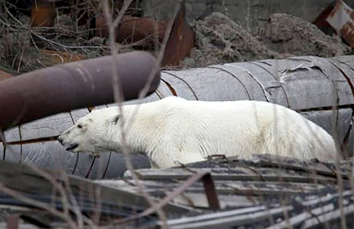 Starving wild polar bear pictured in Norilsk city streets after walking 1,500 km inland in search of food