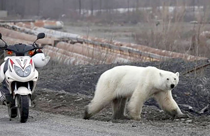 Starving wild polar bear pictured in Norilsk city streets after walking 1,500 km inland in search of food