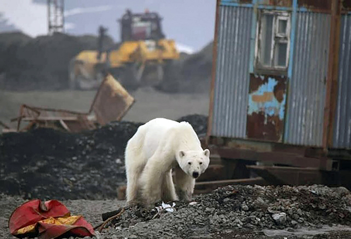 Starving wild polar bear pictured in Norilsk city streets after walking 1,500 km inland in search of food