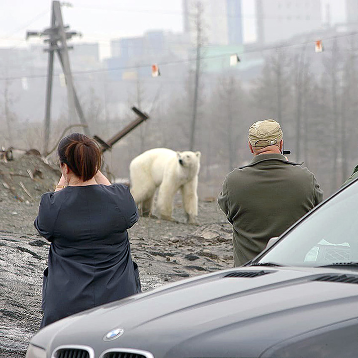 Starving wild polar bear pictured in Norilsk city streets after walking 1,500 km inland in search of food