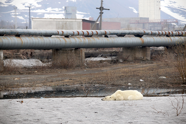 Starving wild polar bear pictured in Norilsk city streets after walking 1,500 km inland in search of food