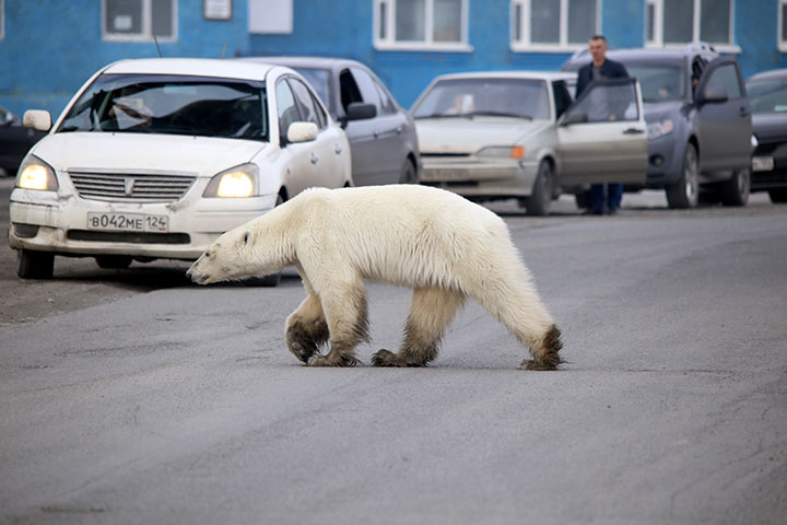 Starving wild polar bear pictured in Norilsk city streets after walking 1,500 km inland in search of food