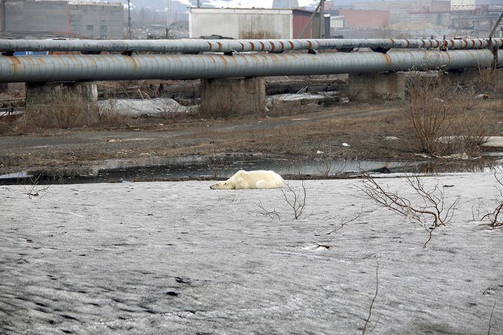 Starving wild polar bear pictured in Norilsk city streets after walking 1,500 km inland in search of food