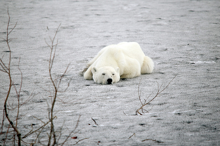 Starving wild polar bear pictured in Norilsk city streets after walking 1,500 km inland in search of food