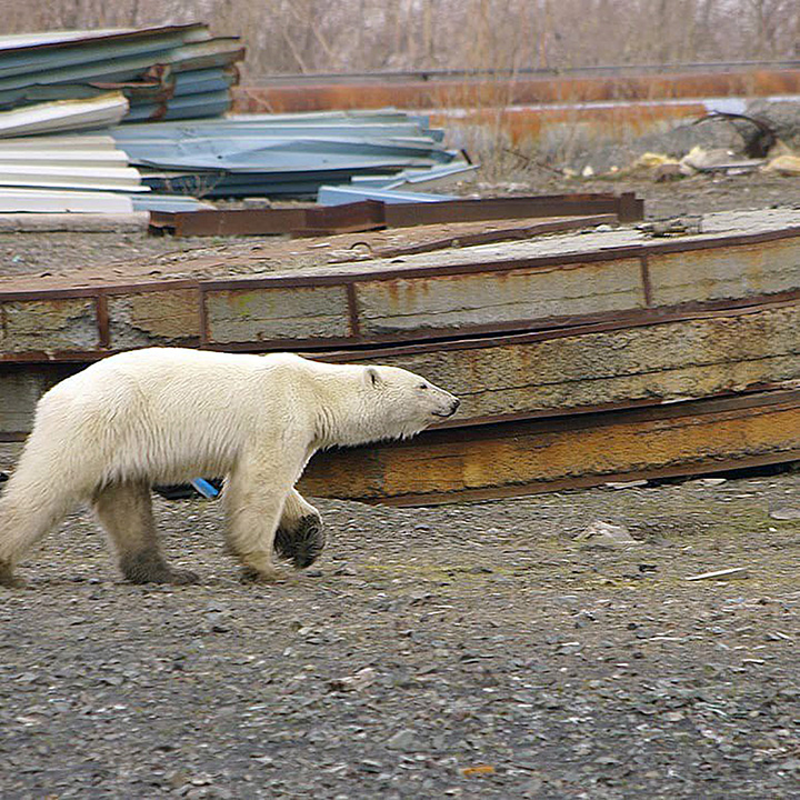 Starving wild polar bear pictured in Norilsk city streets after walking 1,500 km inland in search of food