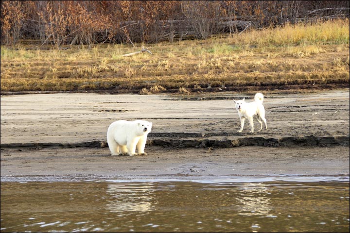 Bear cub with the dog