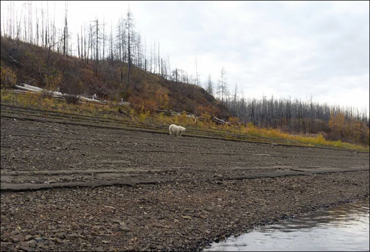 Polar bear on Kolyma