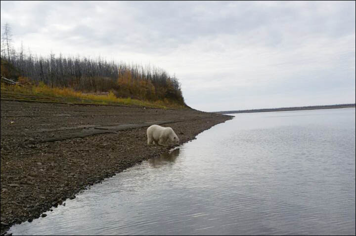 Polar bear on Kolyma