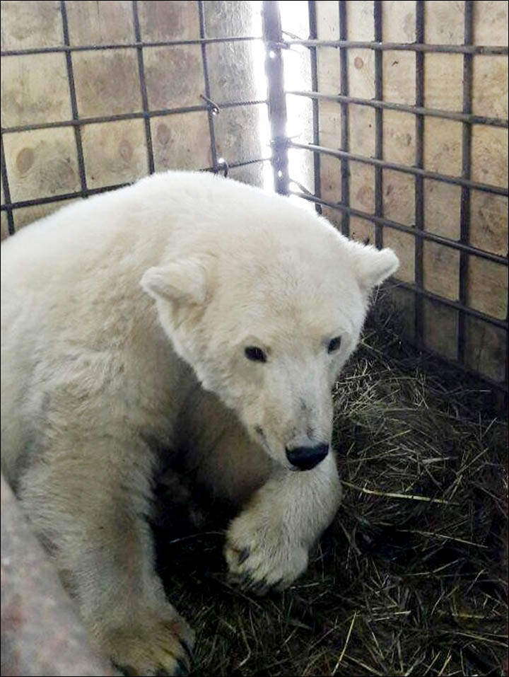 Bear in cage