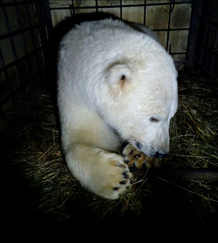 Bear in cage