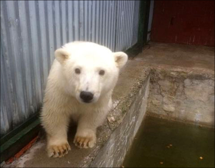 Bear in zoo