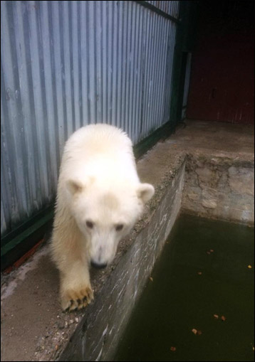 Bear in zoo