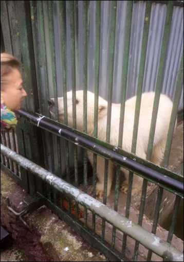 Bear in zoo