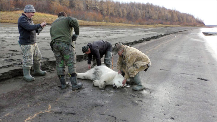 Sedated bear cub