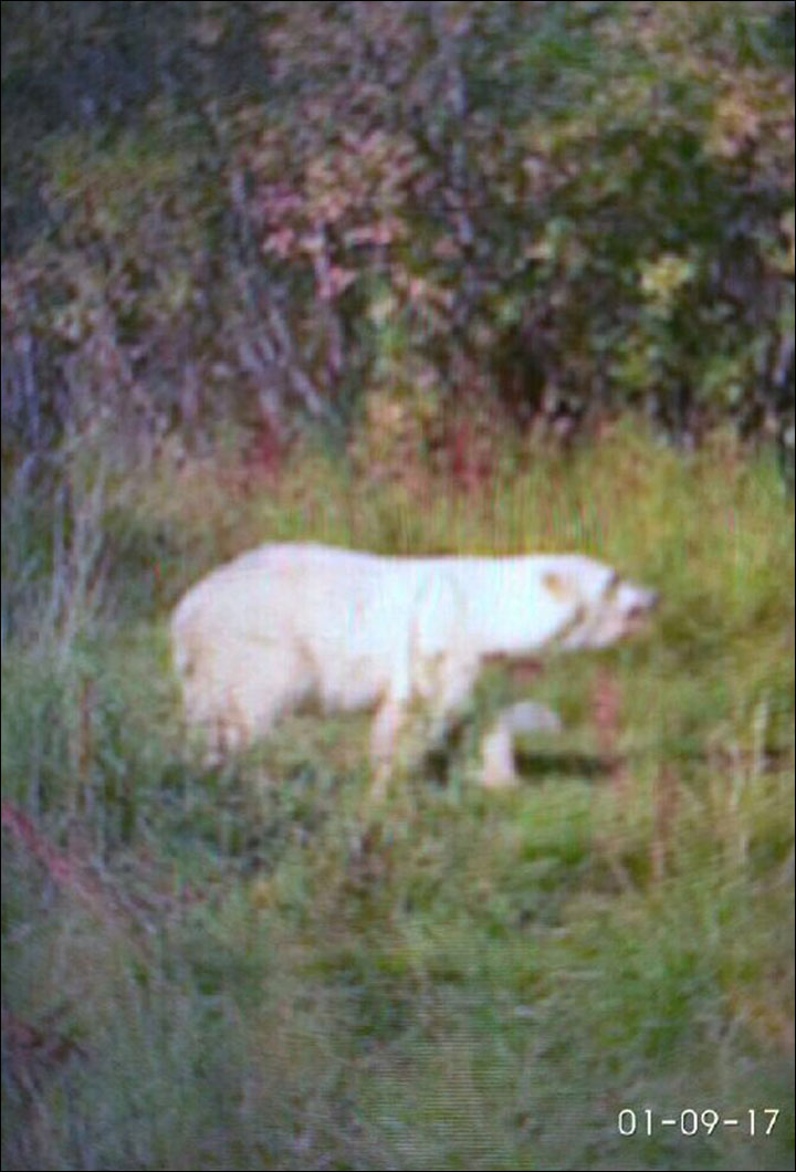 Polar bear on Kolyma