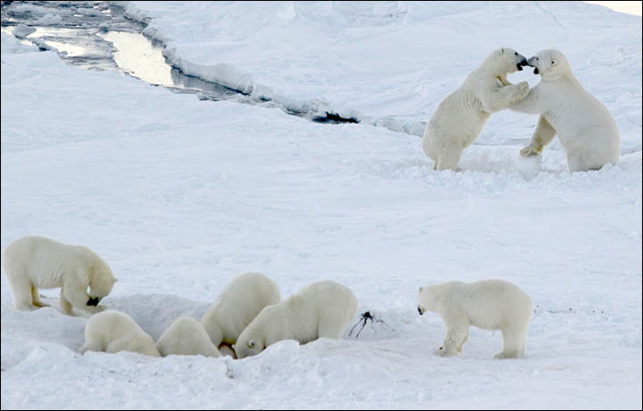 Polar bears around Ryrkaipyi