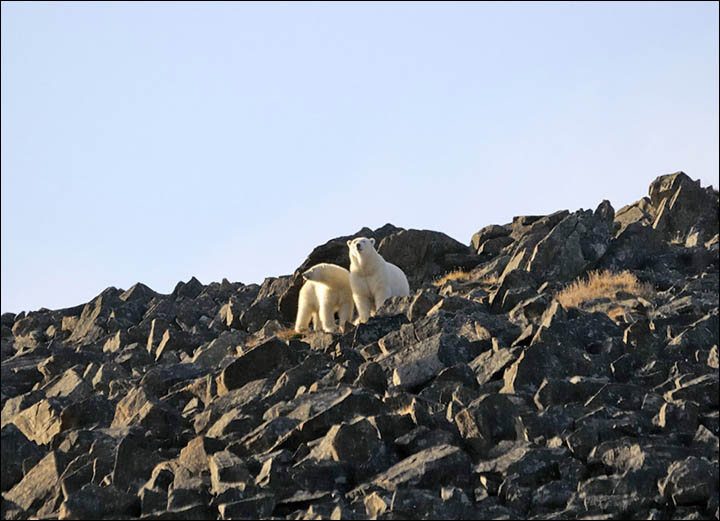 Polar bars on Cape Kozhevnikov