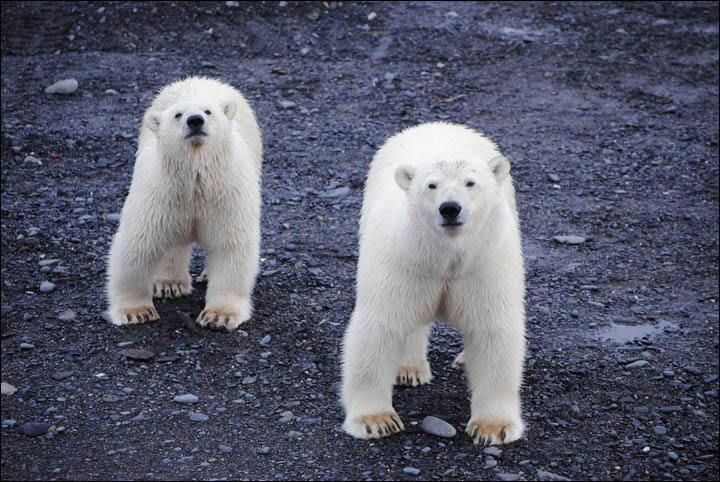 Polar bears around Ryrkaipyi
