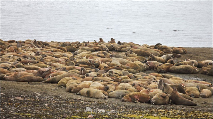 Walruses on Cape Kozhevnikov