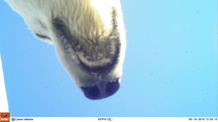 Bear makes selfie