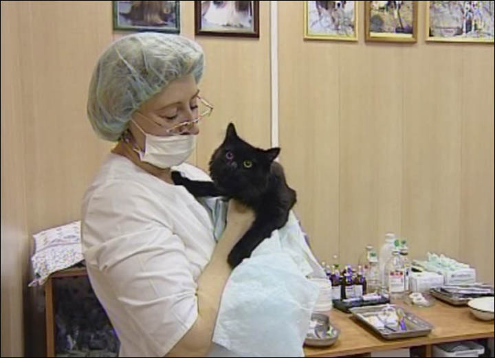Black cat with veterinarian in clinic