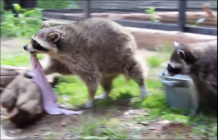 Raccoons are known for washing food but look what happens when they scrub clothes! 