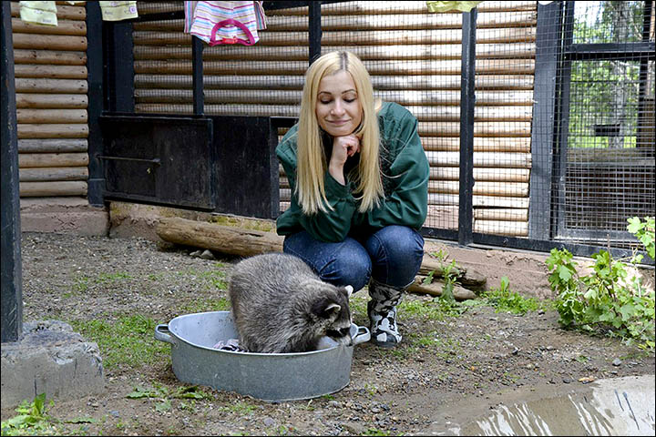 Raccoons are known for washing food but look what happens when they scrub clothes! 