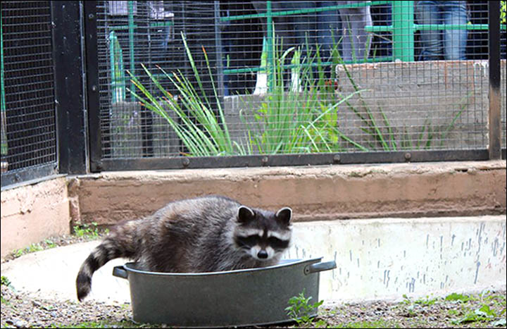 Raccoons are known for washing food but look what happens when they scrub clothes! 