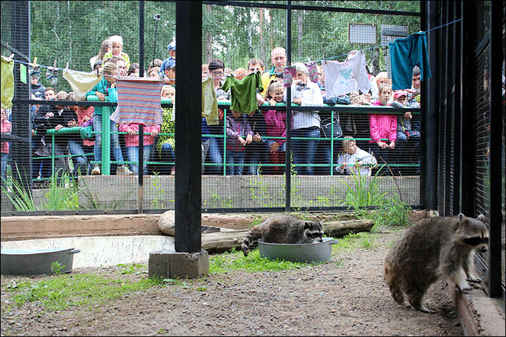 Raccoons are known for washing food but look what happens when they scrub clothes! 