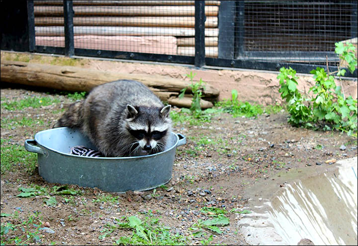 Raccoons are known for washing food but look what happens when they scrub clothes! 