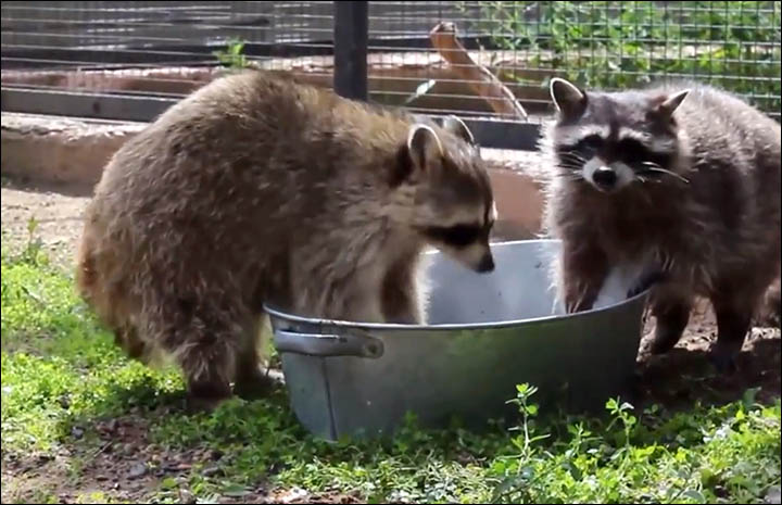 Raccoons are known for washing food but look what happens when they scrub clothes! 