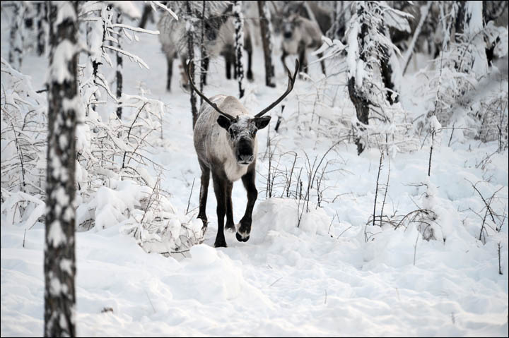Wolves preying on reindeer herds threaten seasonal joy in remote Siberian villages  
