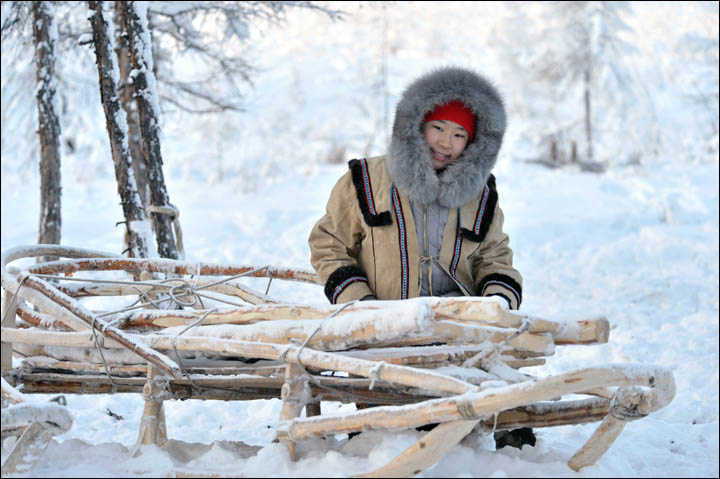 Wolves preying on reindeer herds threaten seasonal joy in remote Siberian villages  