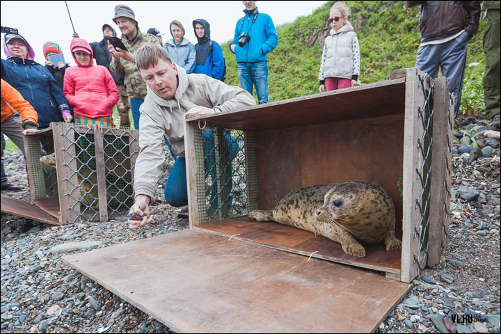 Three months of rehabilitation deemed a success as the female pair swim off back into the water