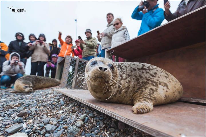 Three months of rehabilitation deemed a success as the female pair swim off back into the water