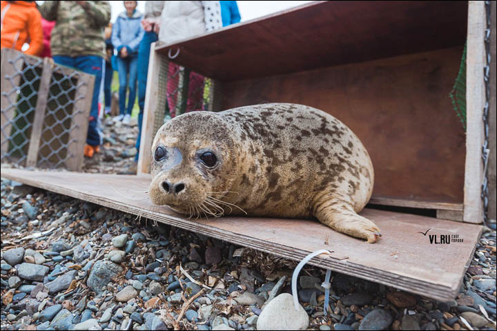 Three months of rehabilitation deemed a success as the female pair swim off back into the water