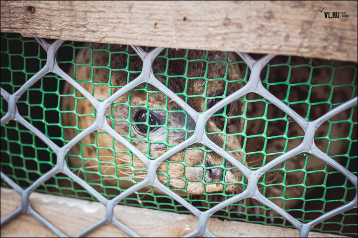 Three months of rehabilitation deemed a success as the female pair swim off back into the water